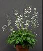 <em>Pteridophyllum racemosum</em>